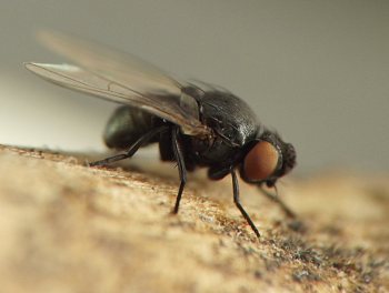 thick-bodied black fly with large red compound eye, perched with body tilted slightly downward on brown stem
