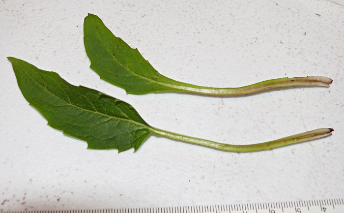 insect