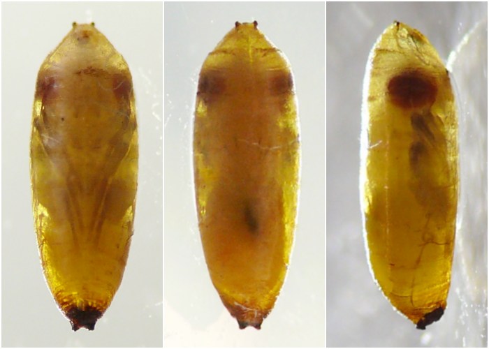 insect