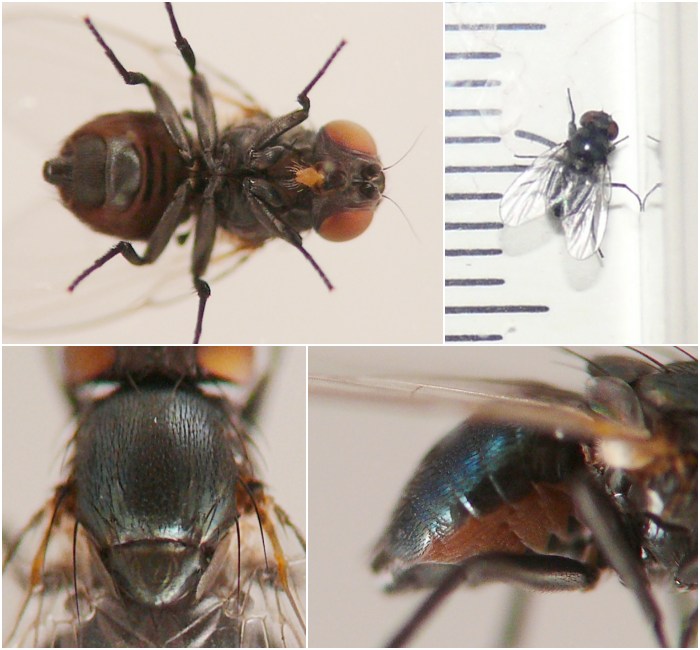 insect
