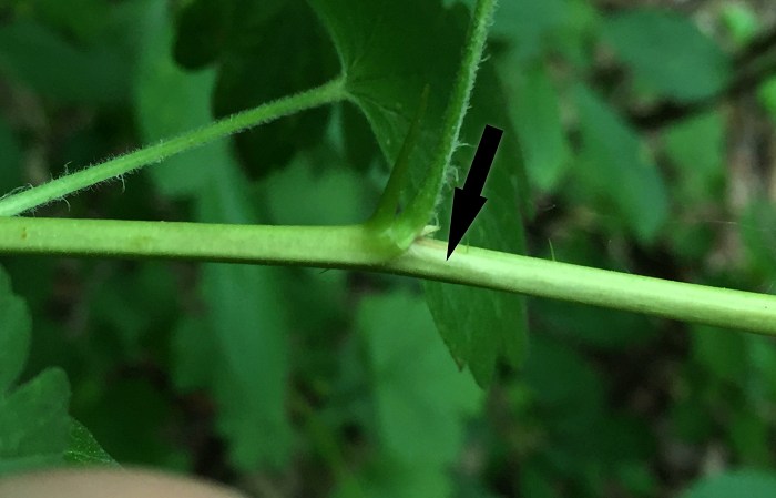 insect