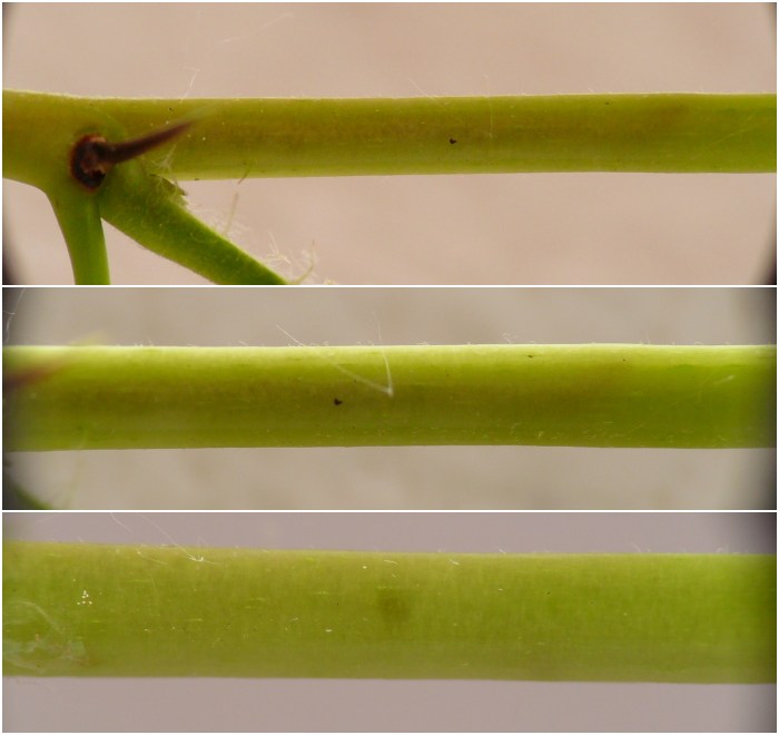 insect
