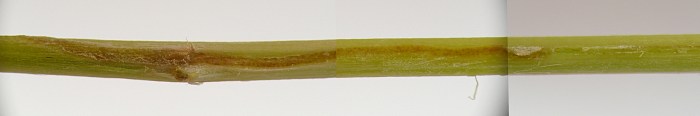 insect