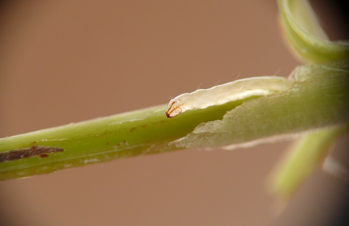 insect