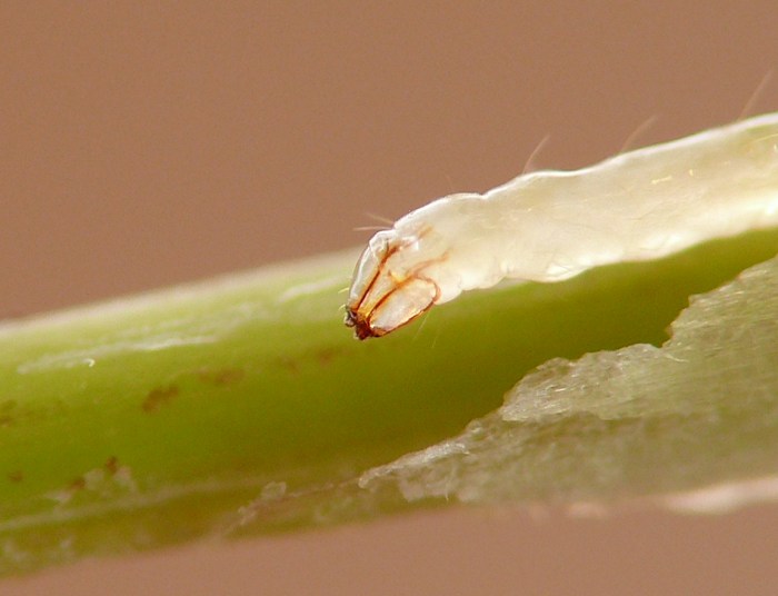 insect