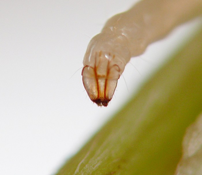 insect
