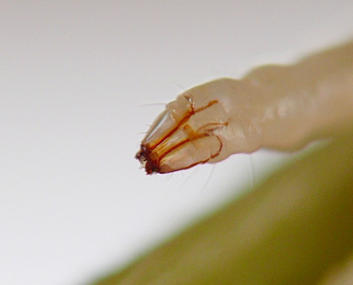 insect