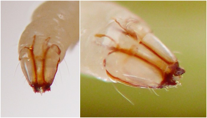 insect