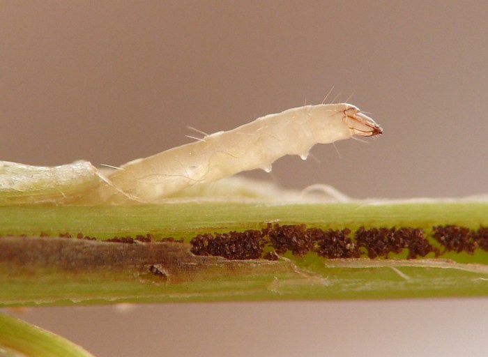 insect