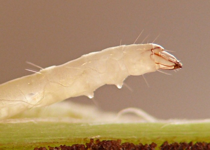 insect