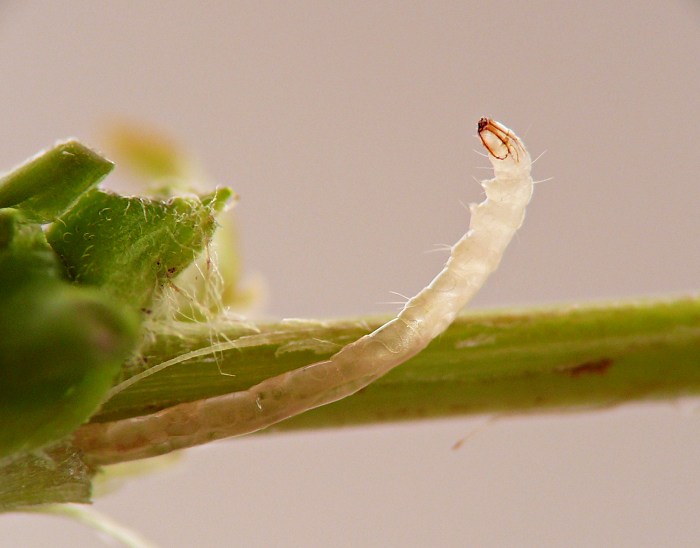 insect