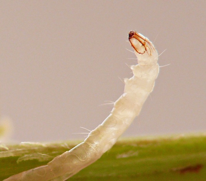 insect