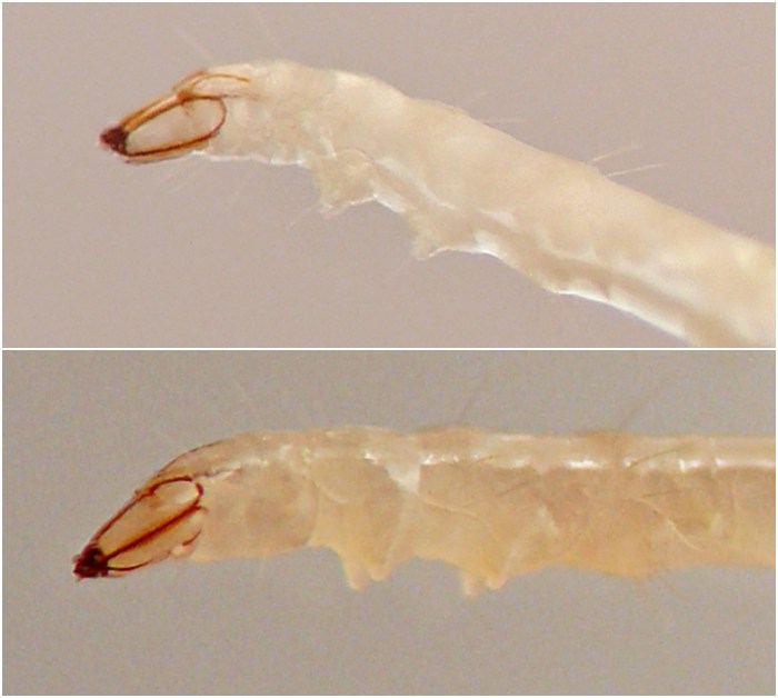 insect