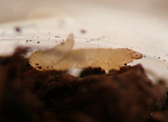 insect