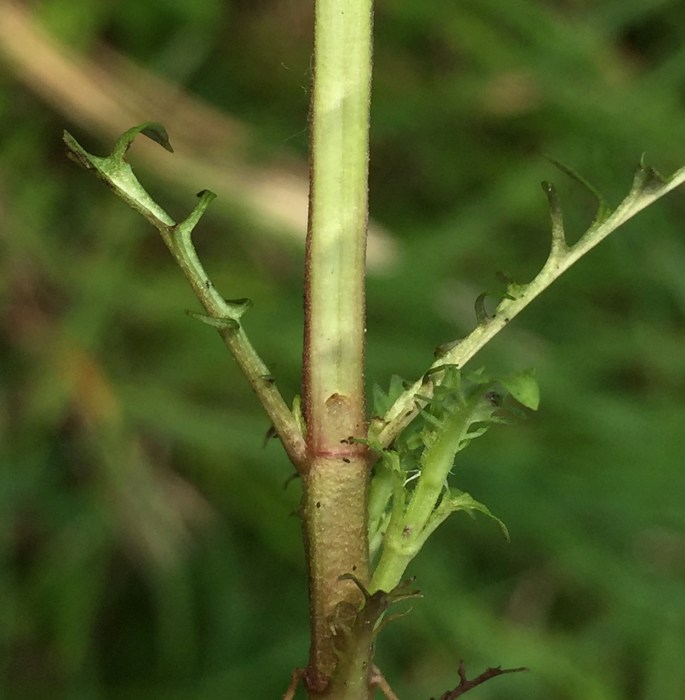 insect