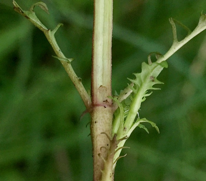insect