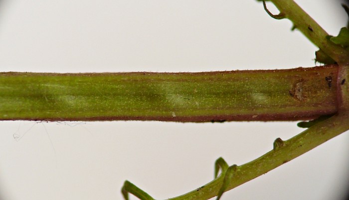 insect