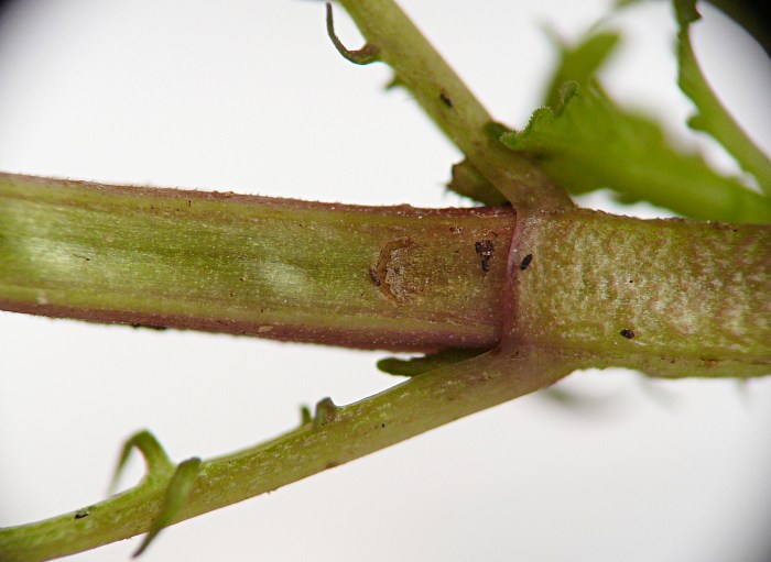 insect