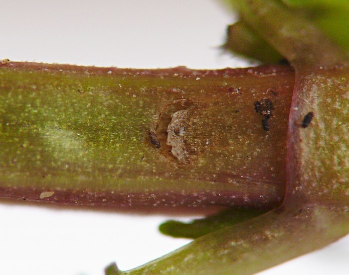 insect