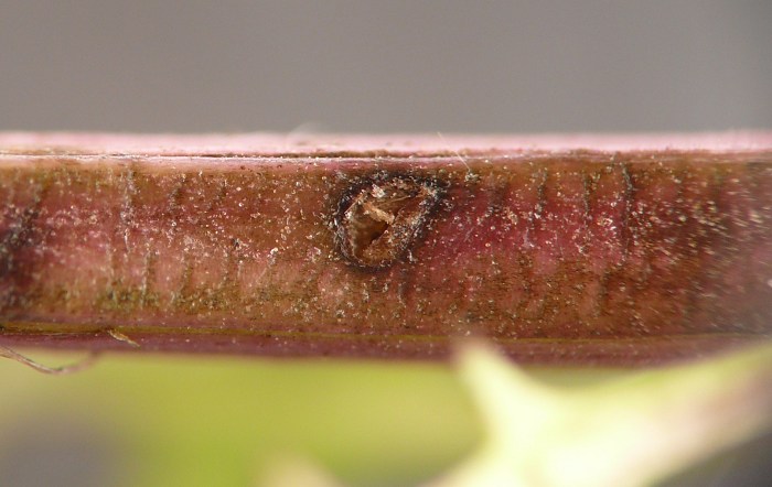 insect