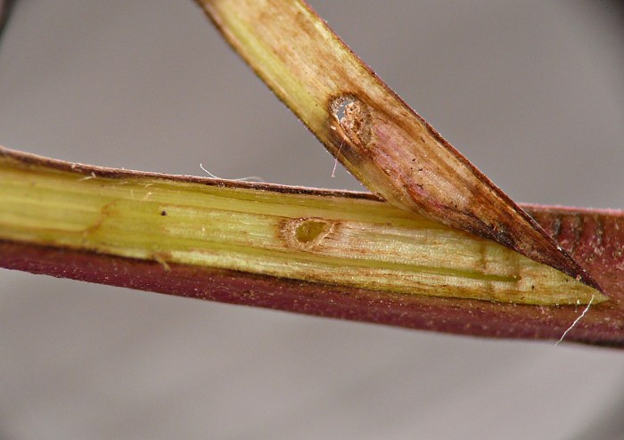 insect
