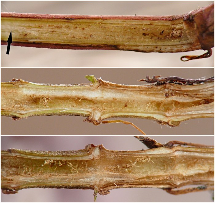 insect