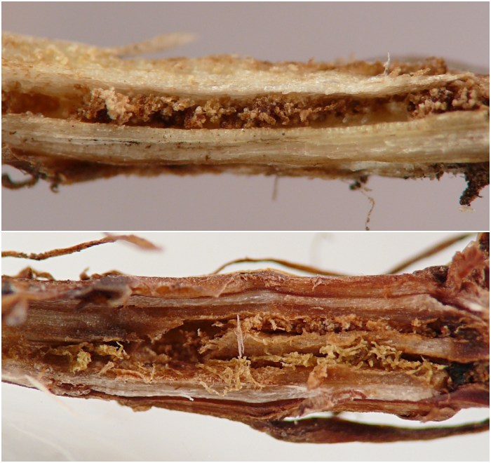 insect