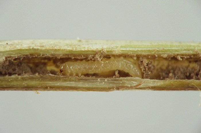 insect