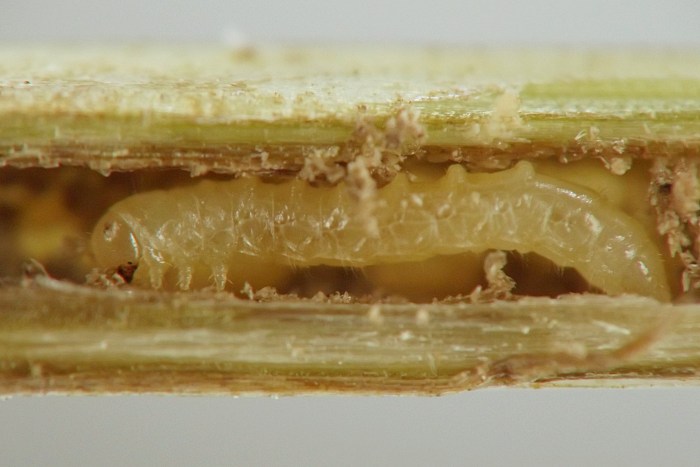 insect