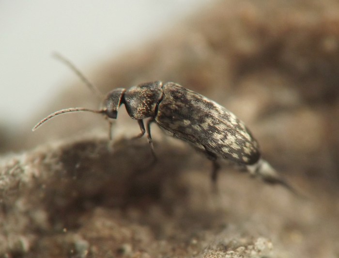 insect