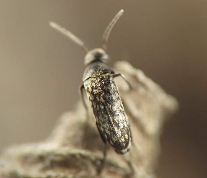 insect