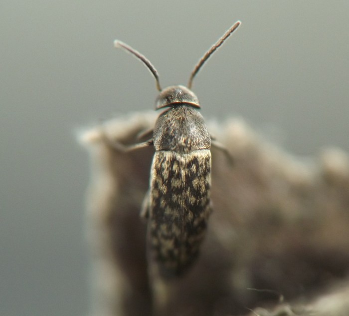 insect