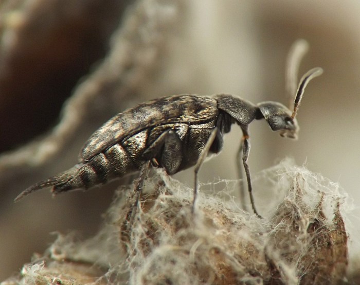 insect