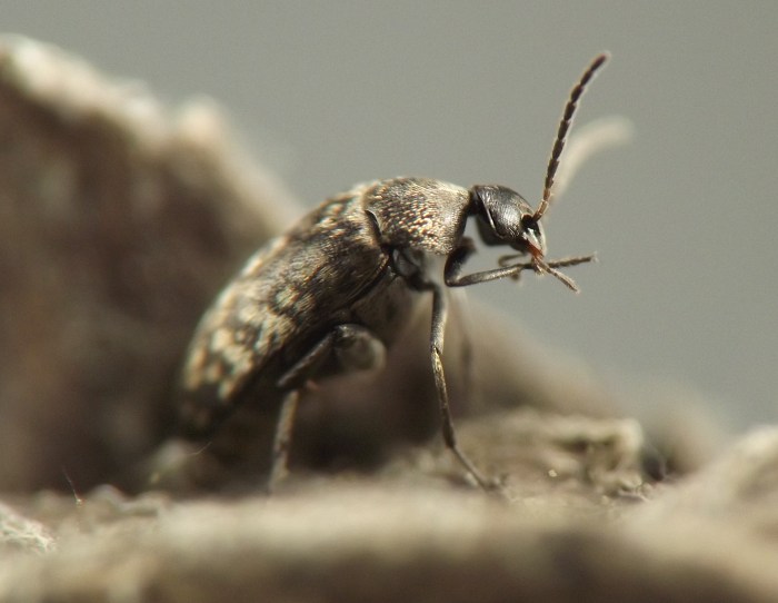 insect