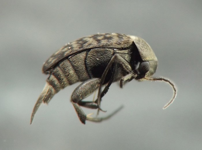 insect