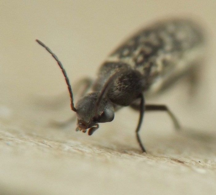 insect