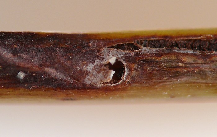 insect