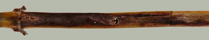 insect