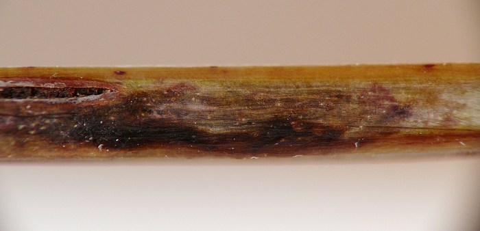 insect