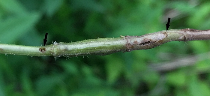 insect