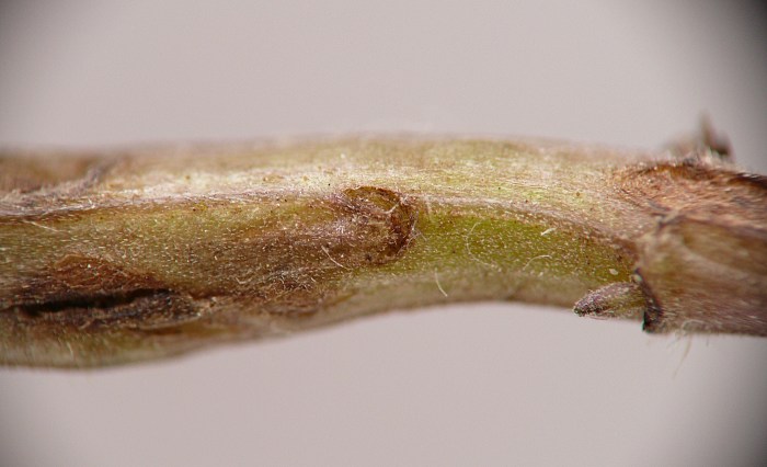 insect