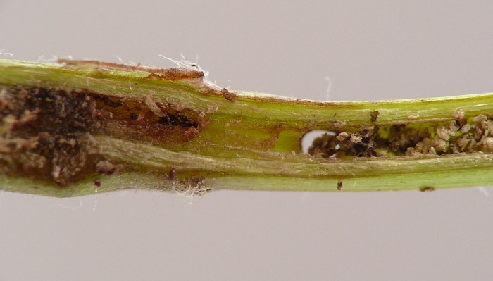 insect