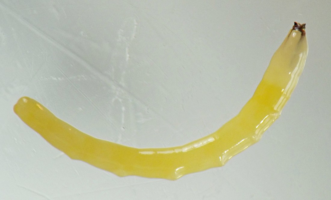 larva's body is yellow and very long and narrow with a protruding bump on each abdominal segment and short black mouthparts on the front end