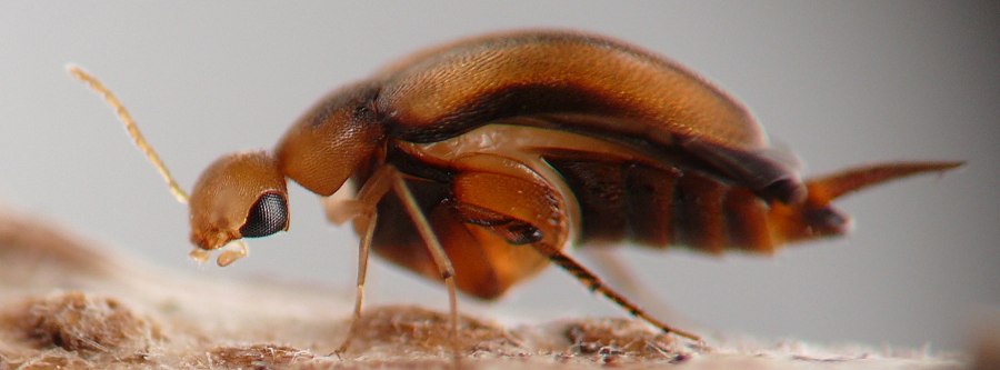 reddish adult beetle lifting its elytra