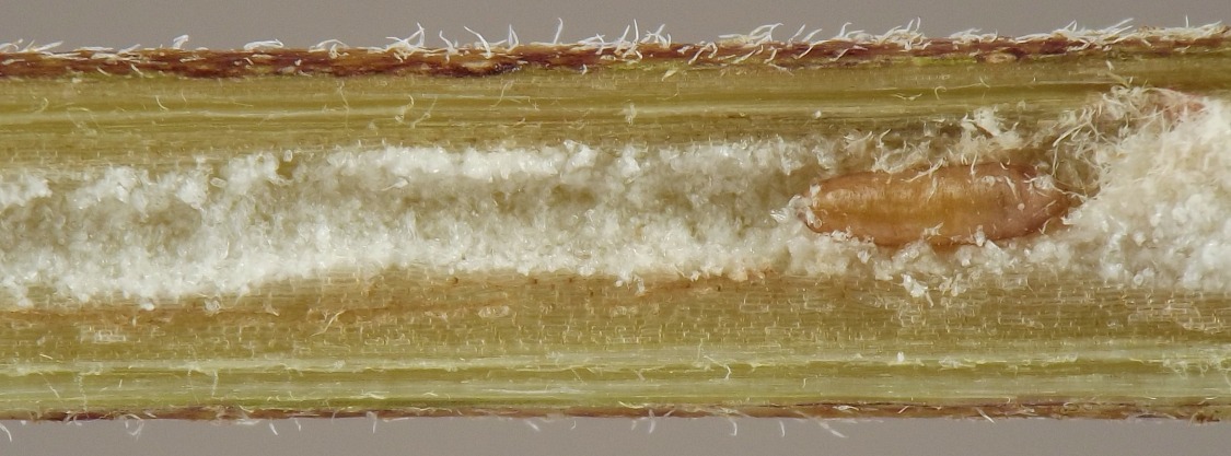 white, rough-sided tunnel stretches along length of stem with caramel-colored, pill-shaped puparium at one end