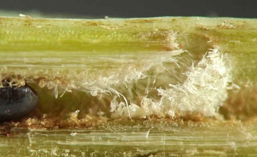 green stem with tunnel ending in ramp of shredded material curving out to exit hole