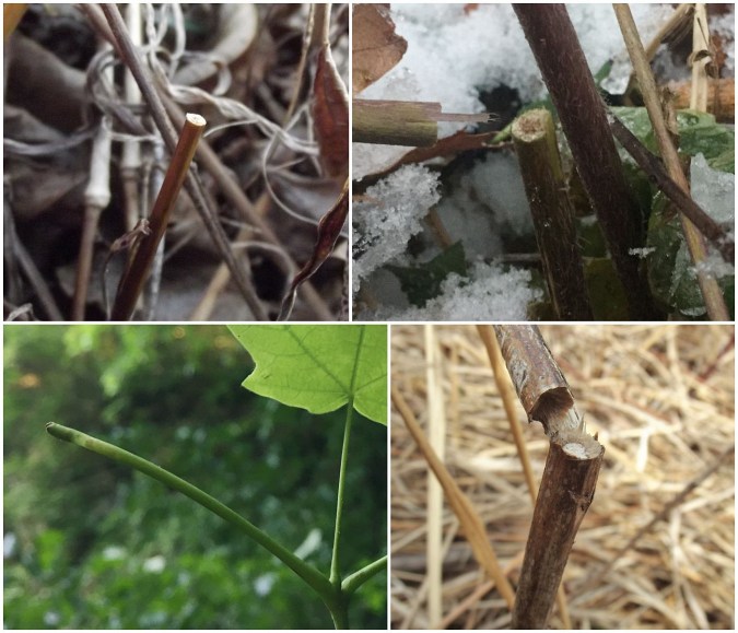 the stems in the four panels have been neatly severed, resulting in the upper portion of the stem lodging