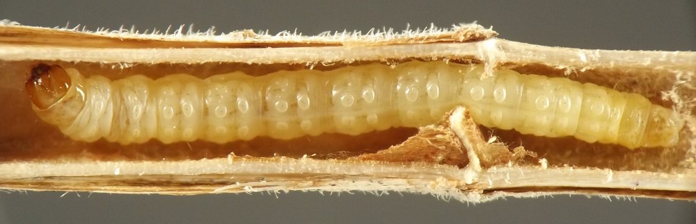very long and narrow yellow larva with paired bumps on dorsal surface of abdominal segments and brown head capsule