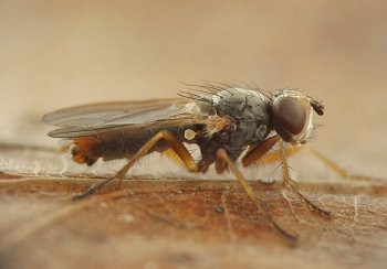 large hairy fly with gray thorax, orange abdomen, yellow-orange legs, and whitish head with large, round, reddish compound eye