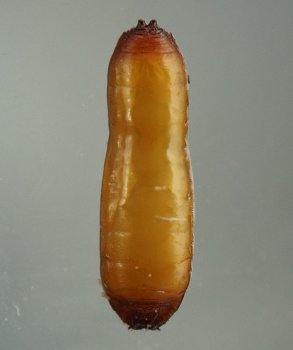 yellow-orange, pill-shaped puparium, slightly constricted in the middle, with ends darker and reddish